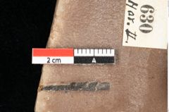 Foto (Detailansicht) von Myrica lignitum Unger (NHMW-GEO-2024-0188-0630)